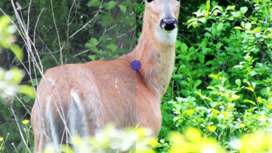 Curseur de comparaison de photos avant et après avec effets de transition d'image