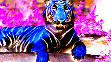 Changeur de couleurs pour les images : comment modifier les couleurs de votre image