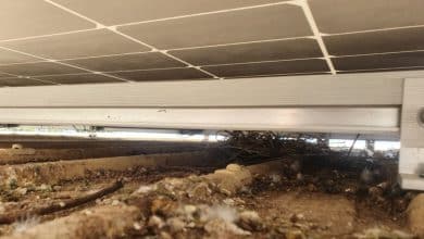 Les panneaux solaires attirent-ils les oiseaux ?