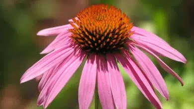 Photoshop Elements : ajouter de la couleur à la photographie en noir et blanc