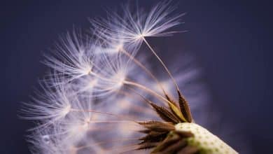 Comment utiliser le mode macro sur iPhone