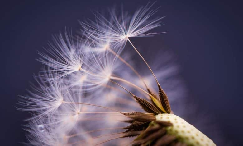 Comment utiliser le mode macro sur iPhone