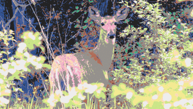 Comment transformer une photo en peinture ou en dessin avec des filtres de couleur