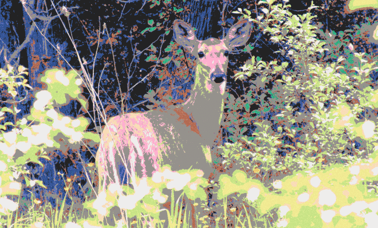 Comment transformer une photo en peinture ou en dessin avec des filtres de couleur