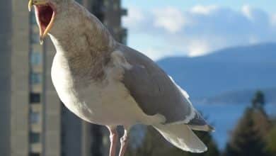 No-No No-No de réseautage d'auteurs : trop parler