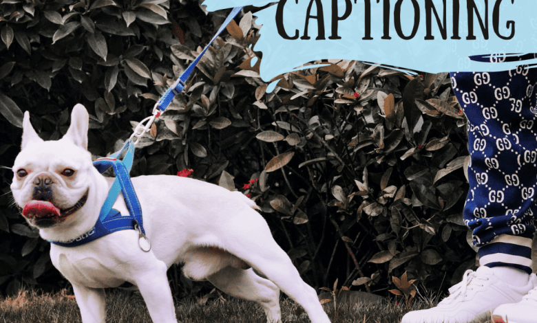 100+ meilleures légendes pour les selfies avec des chiens