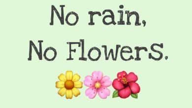 Incroyables faits amusants pour votre chronologie des médias sociaux