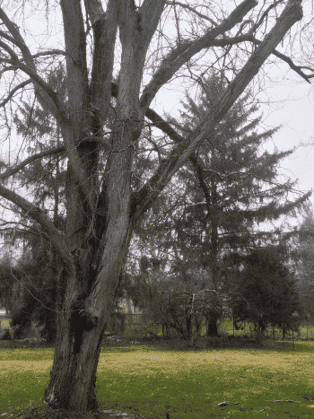 Une journée grise et rêveuse capturée avec les réglages habituels de l'appareil photo.