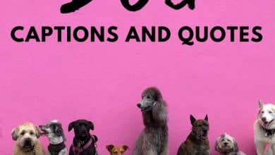 Plus de 250 citations de chiens et idées de légendes pour Instagram