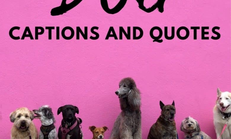 Plus de 250 citations de chiens et idées de légendes pour Instagram