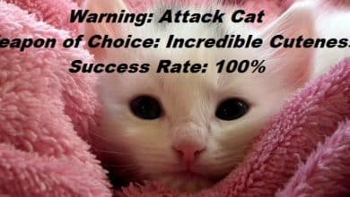 Mèmes drôles de chat et images sur le comportement du chat