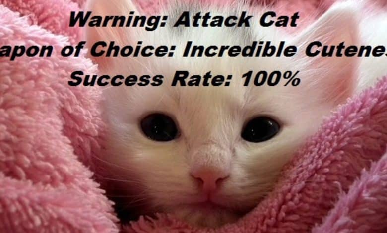 Mèmes drôles de chat et images sur le comportement du chat