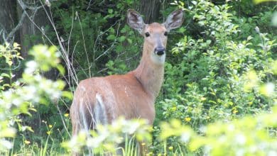 Comment créer une image 3D à partir d'une photo 2D