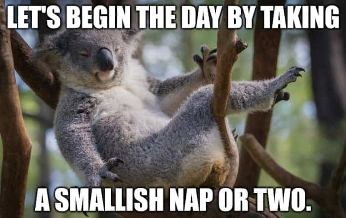 idées de citations et de légendes paresseuses