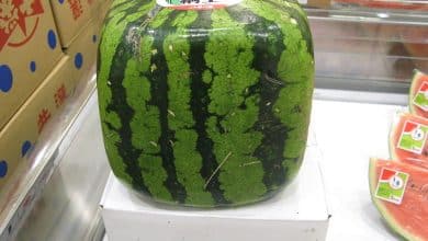 Le canular du chaton bonsaï - TurboFuture