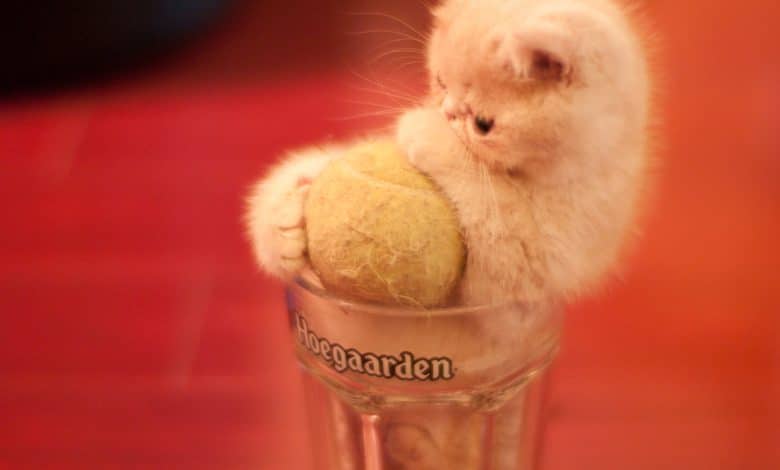 Grands canulars sur Internet : la farce du chaton Bonsai