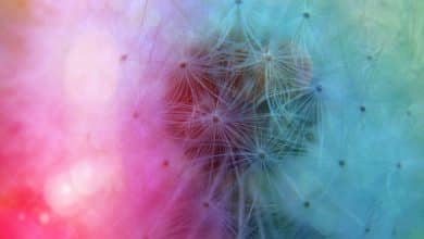 Pourquoi les gens aiment YouTuber (ce) Poppy ?