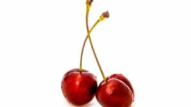 Pourquoi les gens aiment-ils la chaîne YouTube "Walking With Giants" ?