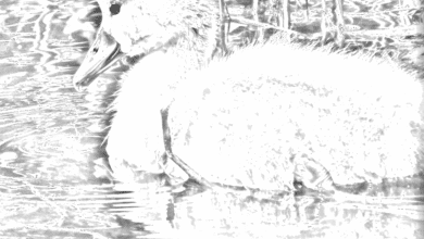 Convertir une image en dessin d'esquisse