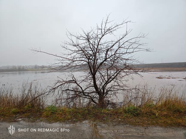 Un petit arbre un jour sombre et morne