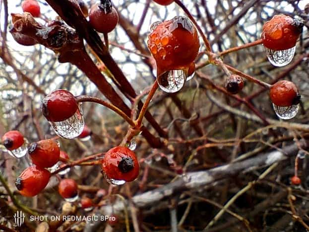Un plan macro sur quelques baies